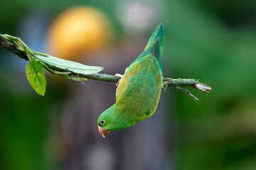 Tovi orange-chinned parakeet, Brotogeris jugularis, portrait of light green parrot with red head, Costa Rica. 