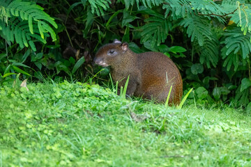 Middle sized mammal Central American agouti (Dasyprocta punctata) in rainforest. La Fortuna Costa Rica wildlife