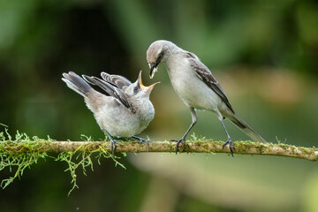 Mimus gilvus, Tropical mockingbird. The bird is perched on the branch and feeding the young in nice wildlife natural environment Costa Rica.