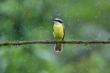 Yellow bird from Costa Rica. Great Kiskadee, Pitangus sulphuratus, Tyran bentevi , brown and yellow tropical tanager in nature habitat