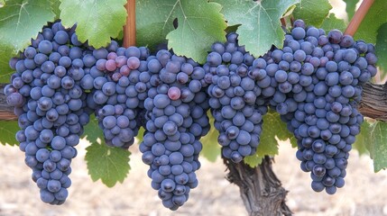 Naklejka premium 37.Close-up of a single bunch of Shiraz grapes hanging from the vine, with deep, rich purple tones and a soft, dusty bloom on each grape; the sunlight filters through the green leaves, casting a