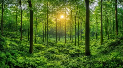 Obraz premium Serene Sunlit Forest Landscape with Lush Greenery and Vibrant Foliage, Capturing the Tranquility of Nature in a Beautiful Woodland Setting