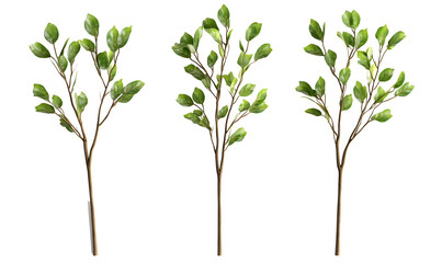 Three sprigs of green leaves on brown stems, isolated on black background.