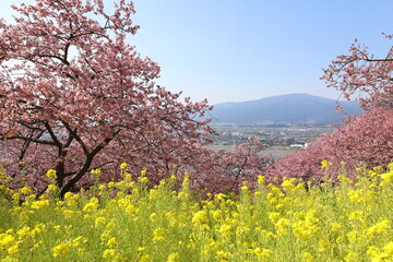 河津桜と菜の花
