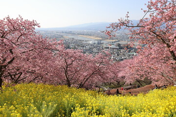 河津桜と菜の花
