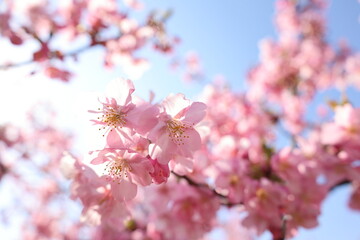 河津桜
