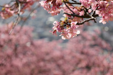 河津桜
