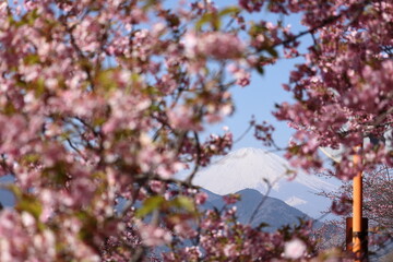 河津桜
