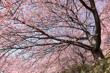 河津桜
