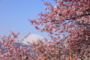 河津桜と富士山
