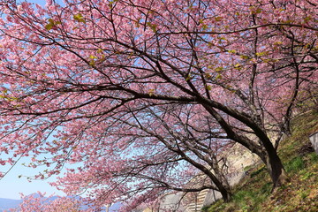 河津桜
