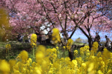 河津桜と菜の花
