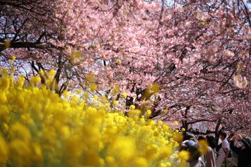 河津桜と菜の花
