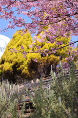 河津桜と菜の花
