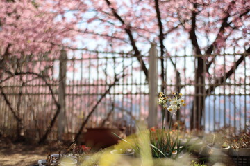 河津桜
