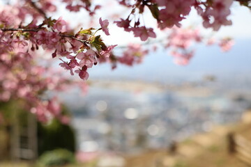 河津桜
