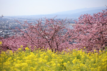 河津桜と菜の花
