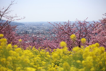 河津桜と菜の花
