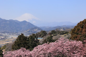 河津桜
