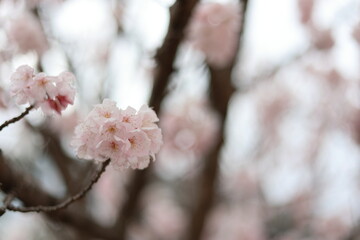 河津桜
