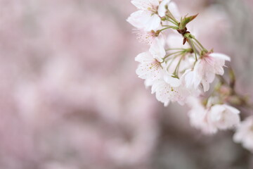 河津桜
