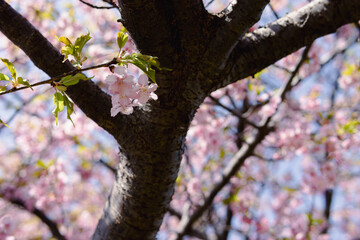 河津桜
