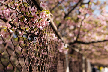 河津桜
