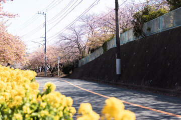 河津桜
