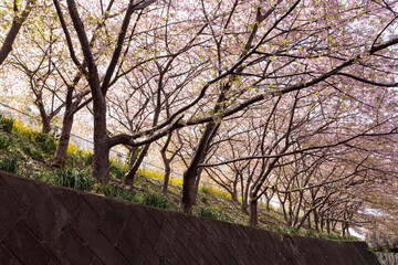 河津桜
