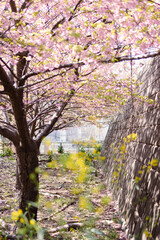 河津桜
