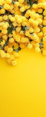 Mimosa background, mimosa blooming, Festival of mimosa, invitation, vibrant colors, mimosa banner