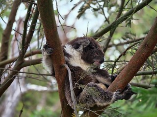 Adorable Koala Bear Relaxing on Tree Branch in Australian Forest - Wildlife Photography
