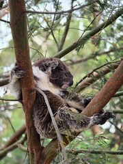 Adorable Koala Bear Resting on Tree Branch in Australian Forest - Wildlife Photography