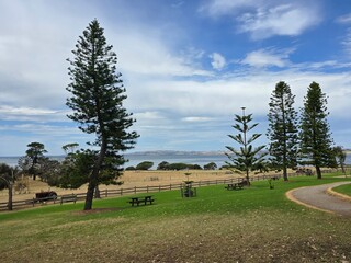 Scenic View of Phillip Island, Australia with Tall Pine Trees, Green Grass, and Ocean Horizon under...