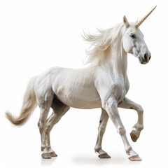 Obraz premium A magical unicorn standing, isolated in white, white background