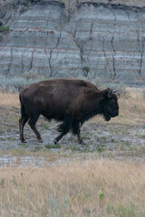 Bison