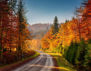 Obraz premium A winding dirt road curves through a vibrant autumn forest, bathed in the golden light of day. 