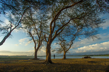 Fototapeta premium sunset view with a person standing in a big tree and there are s