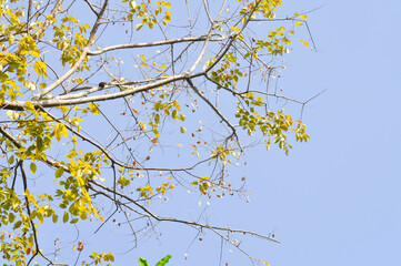 branch or tree and blue sky