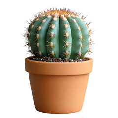A small green cactus planted in a brown pot on gray background.