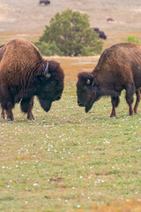 Bison