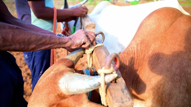Farmer steadies a bulls by tying an harness