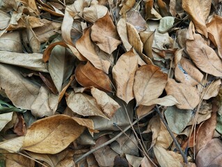 Piles of dry leaves in the dry season