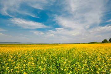 Fototapeta premium Rapeseed field in Swan Lake Scenic Area, Guyuan County, Zhangjiakou, Hebei Province, China