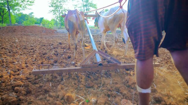 Oxen till soil in countryside for farming