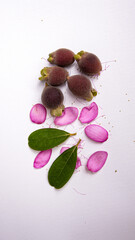 Photo of kemunting or karamunting with flowers and leaves on white background