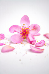 Beautiful pink flowers on a white background. Flowers background