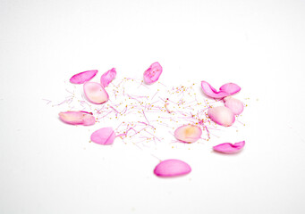 Photo of scattered flower petals and filaments on white background. Flowers background