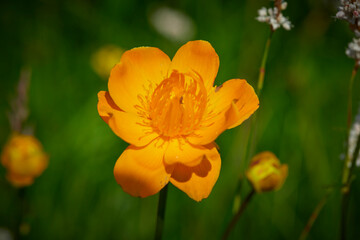 Obraz premium Golden lotus in Swan Lake scenic area, Guyuan County, Zhangjiakou, Hebei, China
