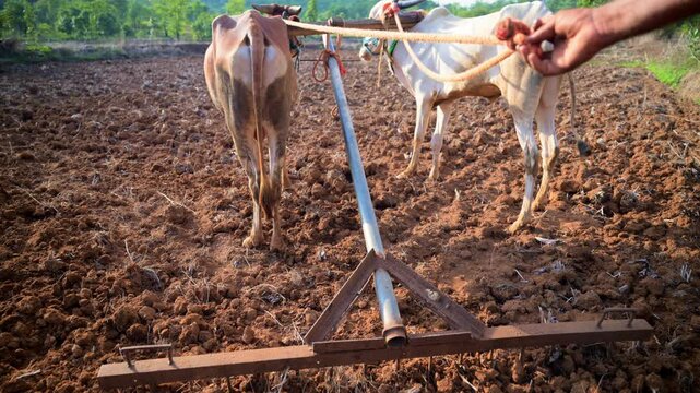Bulls are harnessed by tiller for cultivating